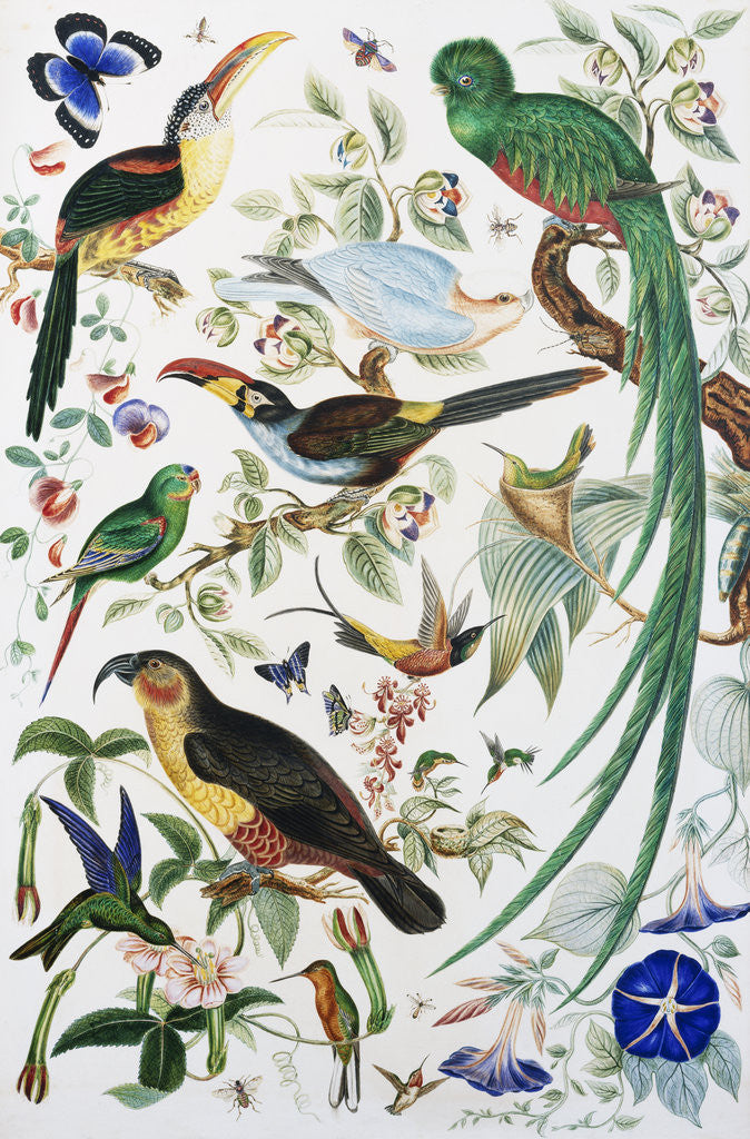 Detail of Exotic Parrots by School of John James Audubon
