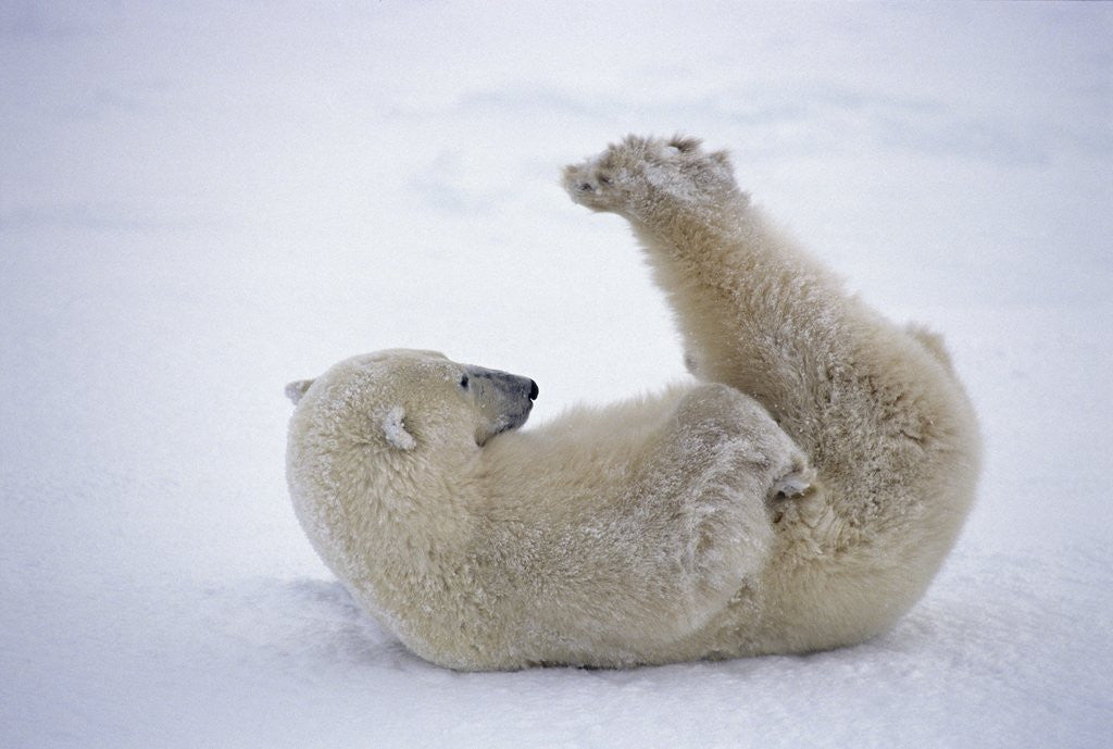 Polar Bear Rolling in Snow and Playing With Feet by Corbis