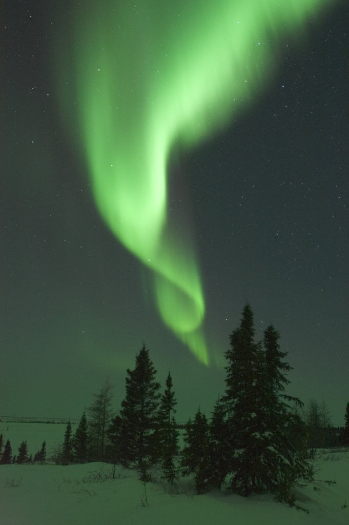 Detail of Aurora Borealis in Canada's Wapusk National Park by Anonymous