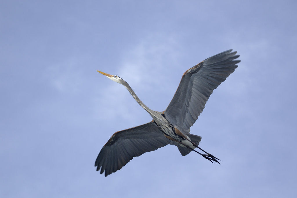 Detail of Great Blue Heron in Flight by Anonymous