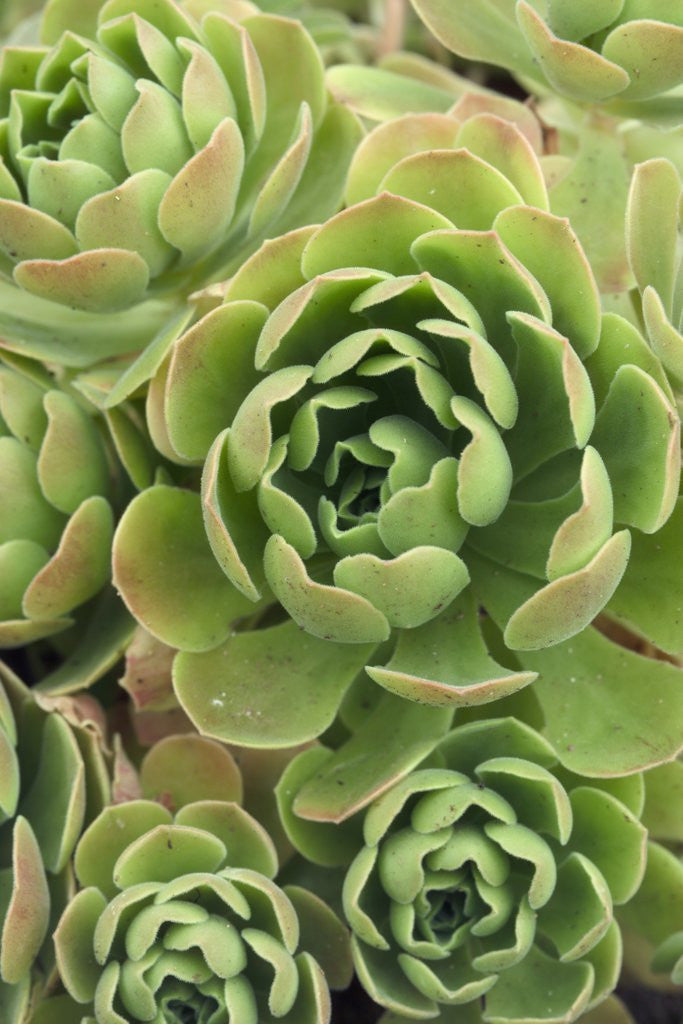 Detail of Aeonium Glandulosum by Anonymous