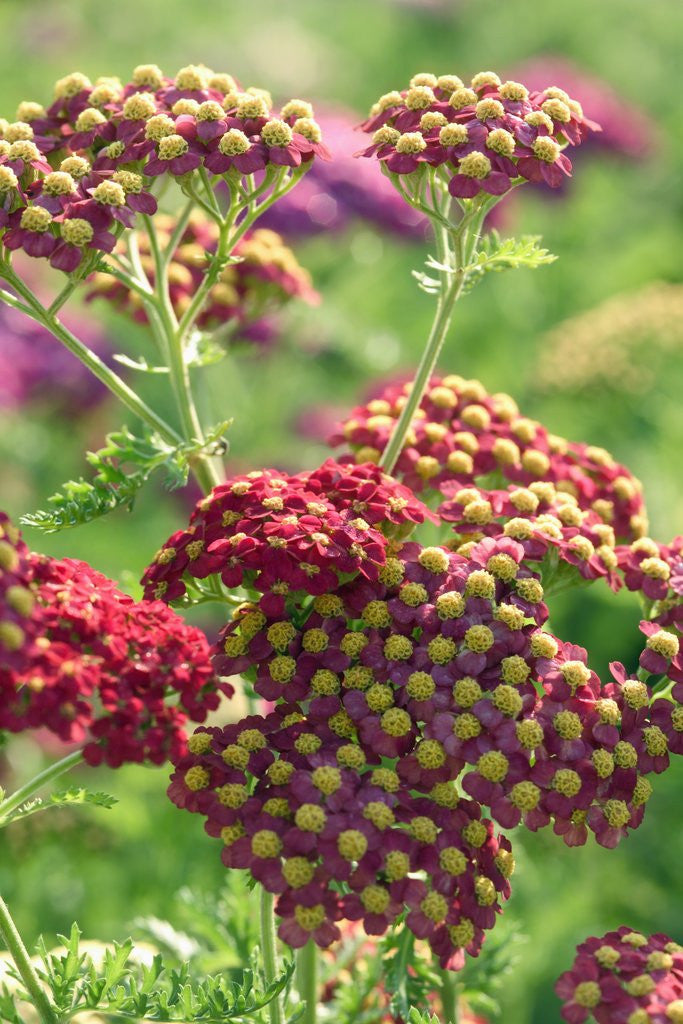 Detail of Achillea 'The Beacon' by Anonymous