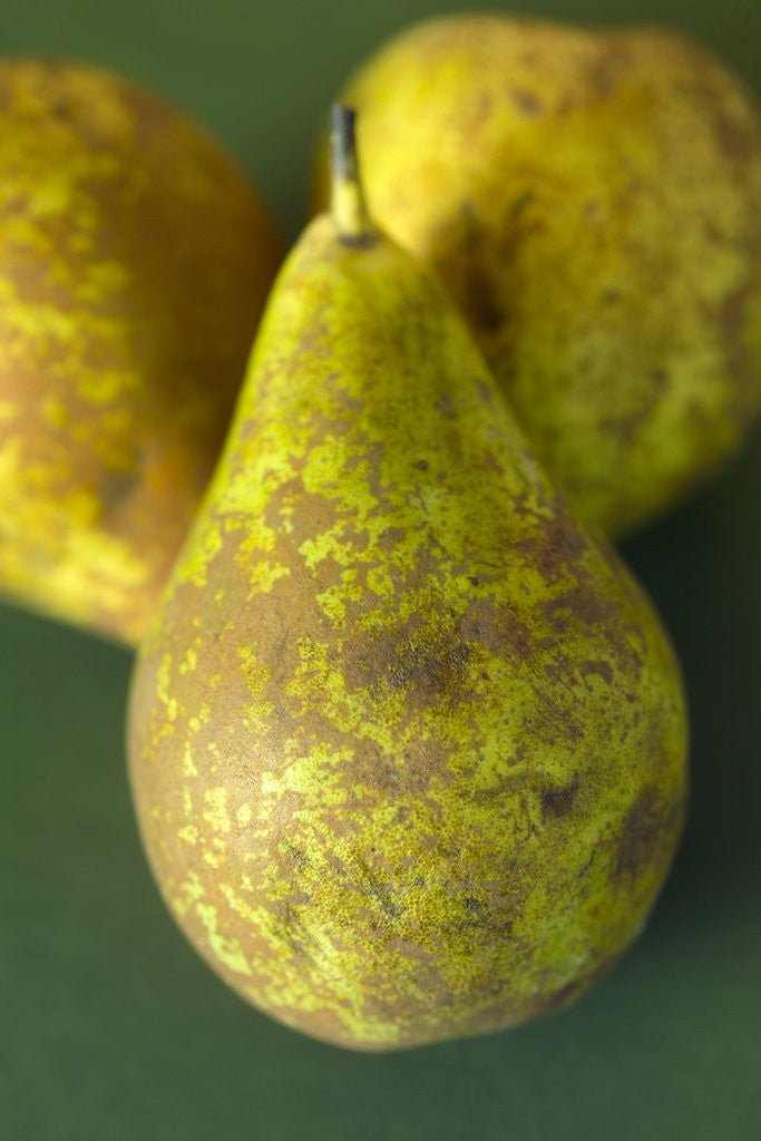 Detail of Conference Pears by Corbis