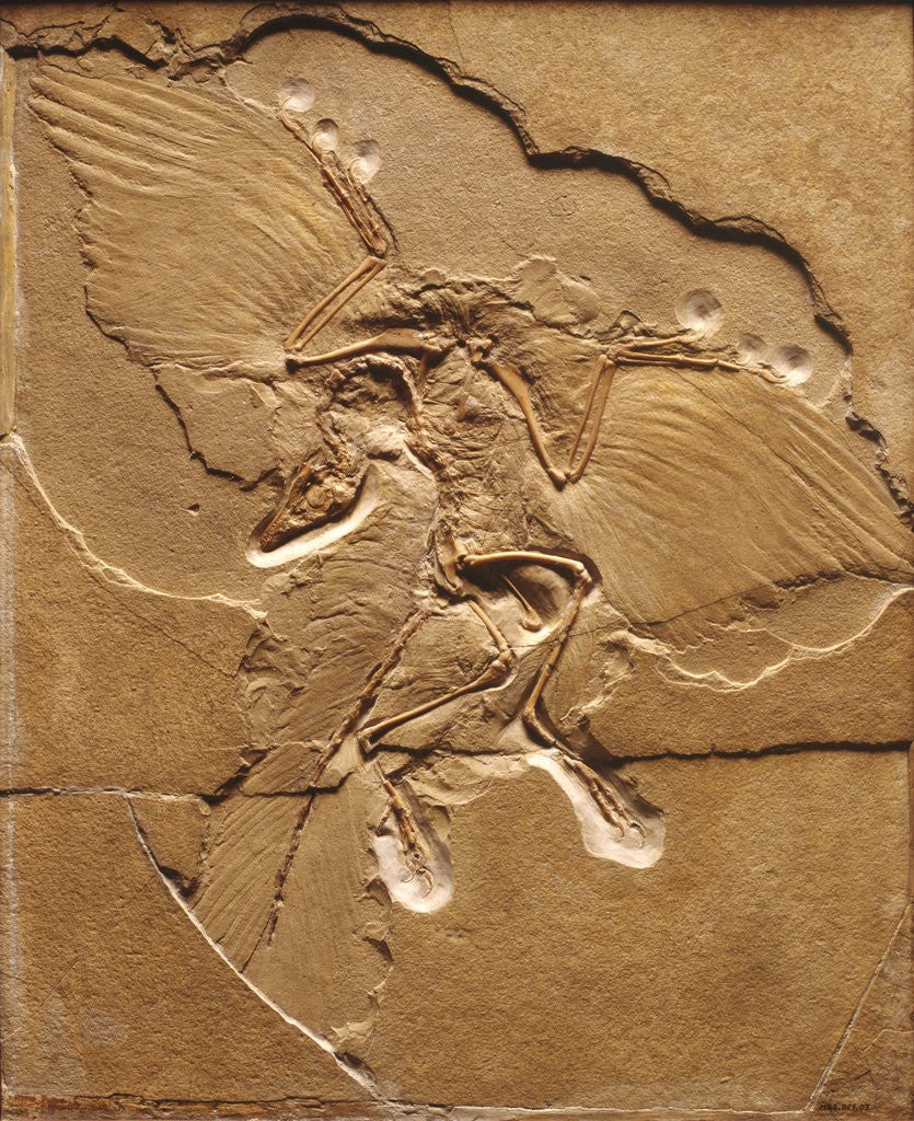 Detail of Archaeopteryx Fossil by Corbis