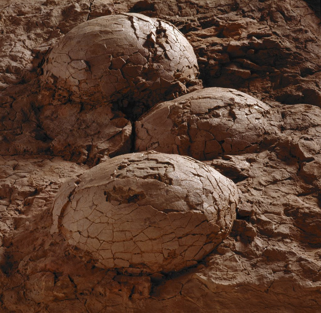 Detail of Dinosaur Eggs by Anonymous