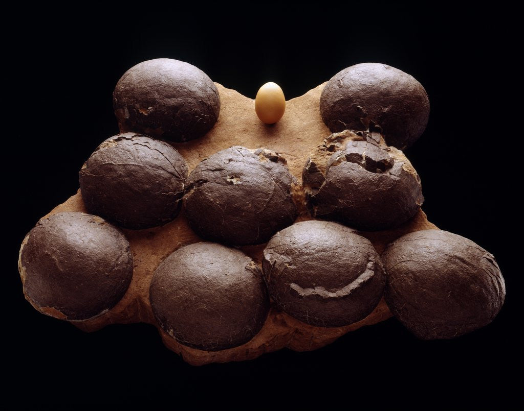 Detail of Chicken Egg and Dinosaur Eggs by Anonymous