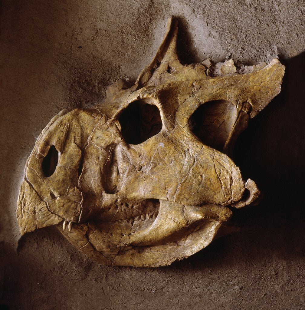 Detail of Protoceratops Skull by Anonymous