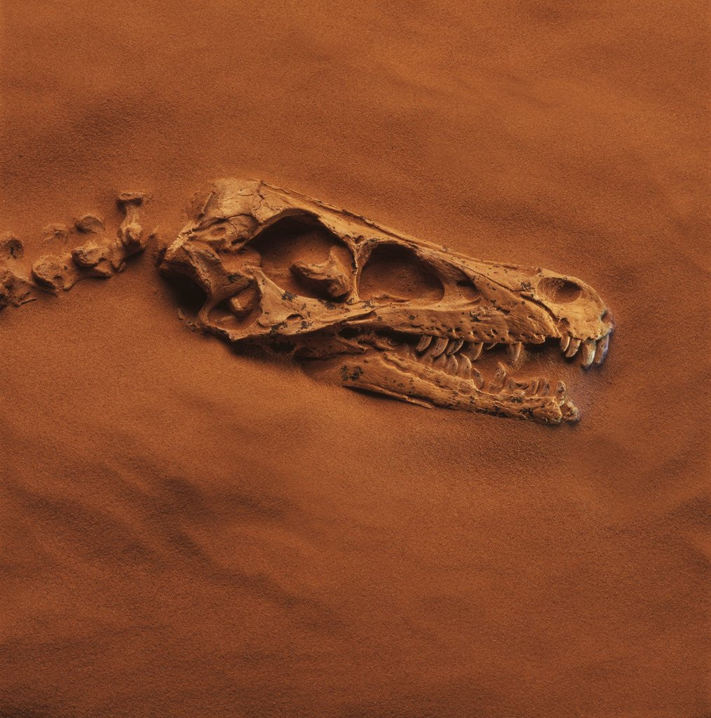 Detail of Velociraptor Skull and Neck in Sand by Anonymous