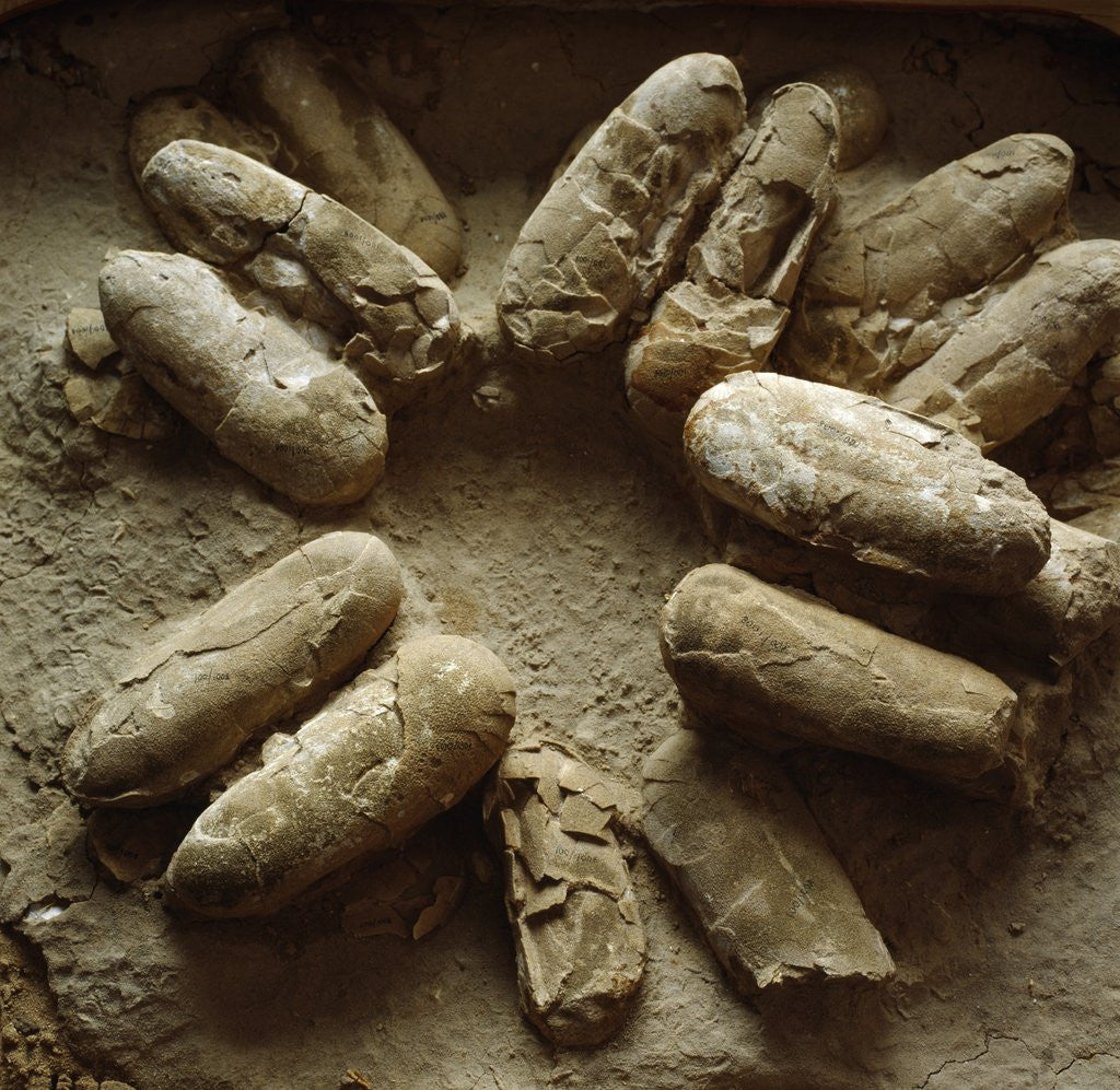 Detail of Clutch of Dinosaur Eggs by Anonymous