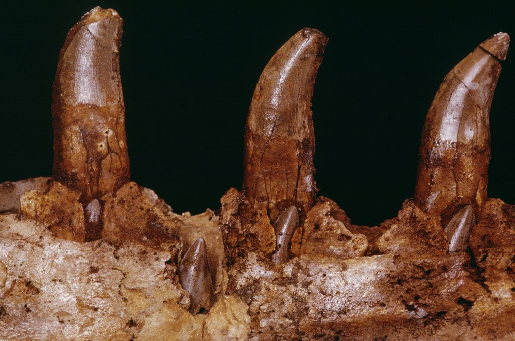 Detail of Teeth of a Megalosaurus by Corbis