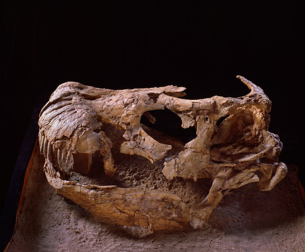 Detail of Nemegtosaurus Skull by Anonymous