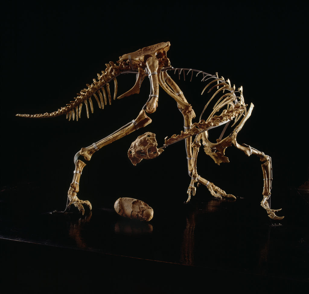 Detail of Oviraptor Skeleton and Fossil Egg by Anonymous