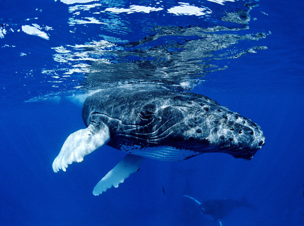 Detail of Infant Humpback Whale by Corbis