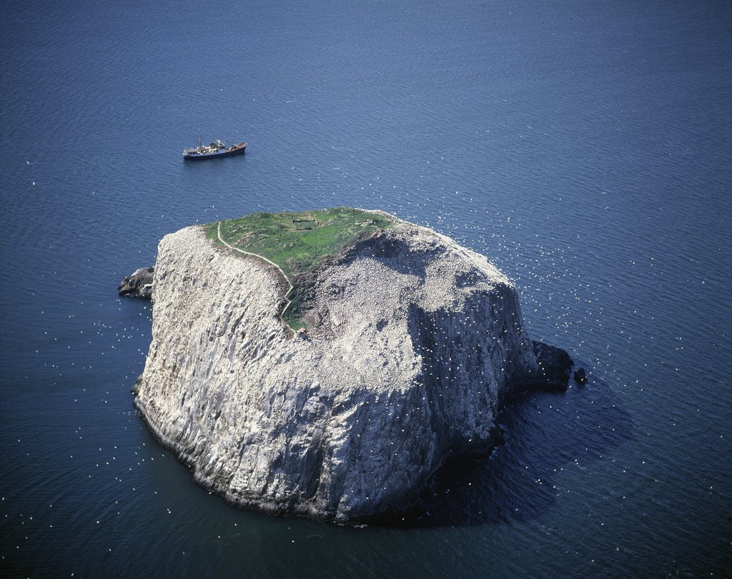Detail of Bass Rock by Anonymous