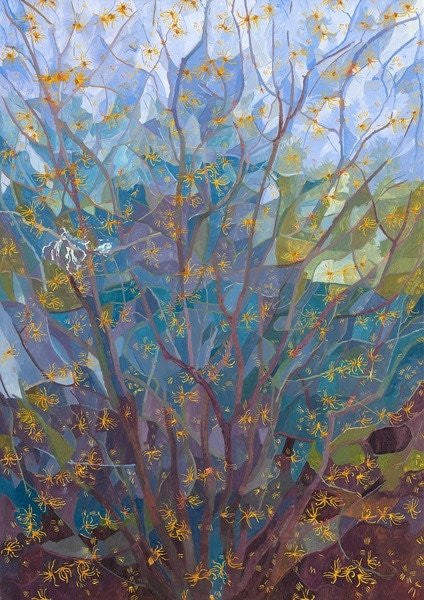 Witch Hazel in Flower by Leigh Glover