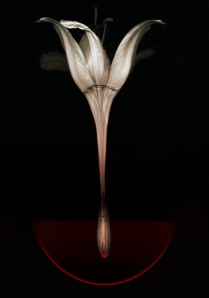 Detail of Bleeding lily, 2013 by Johan Lilja