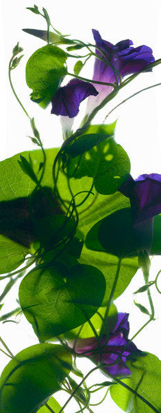 Detail of Morning Glory Rising, 2010 by Julia McLemore