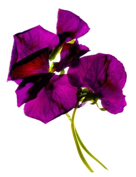 Detail of Pansies III 2014 by Julia McLemore