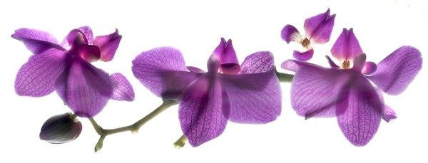 Detail of Untitled by Julia McLemore