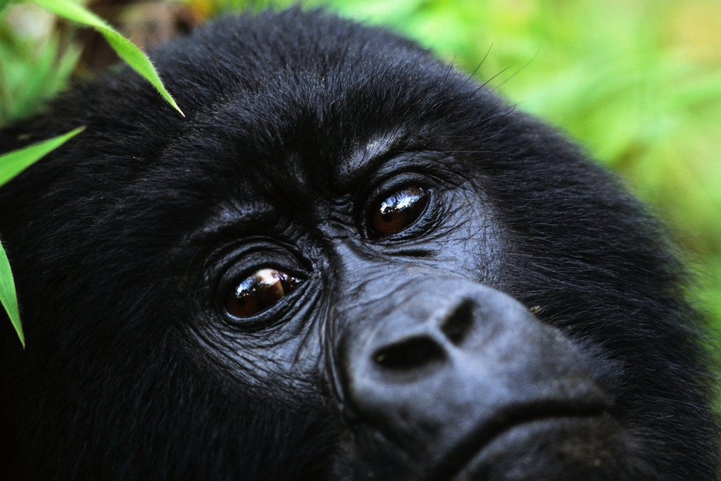 Detail of Female Mountain Gorilla by Anonymous
