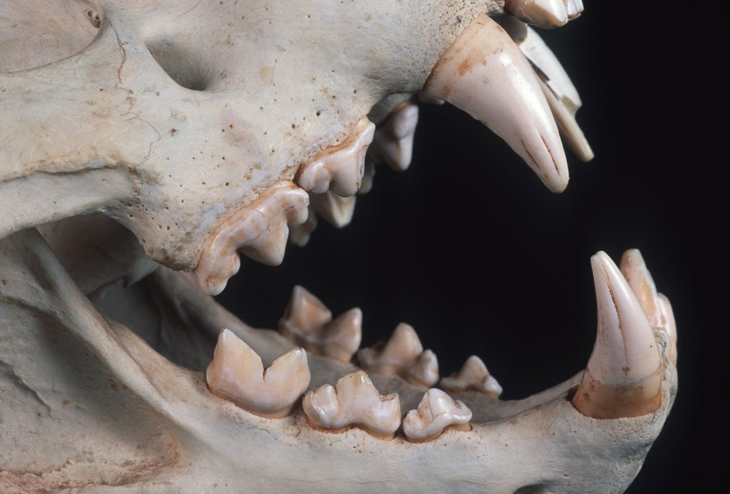 Detail of Teeth and Skull of Lion by Anonymous
