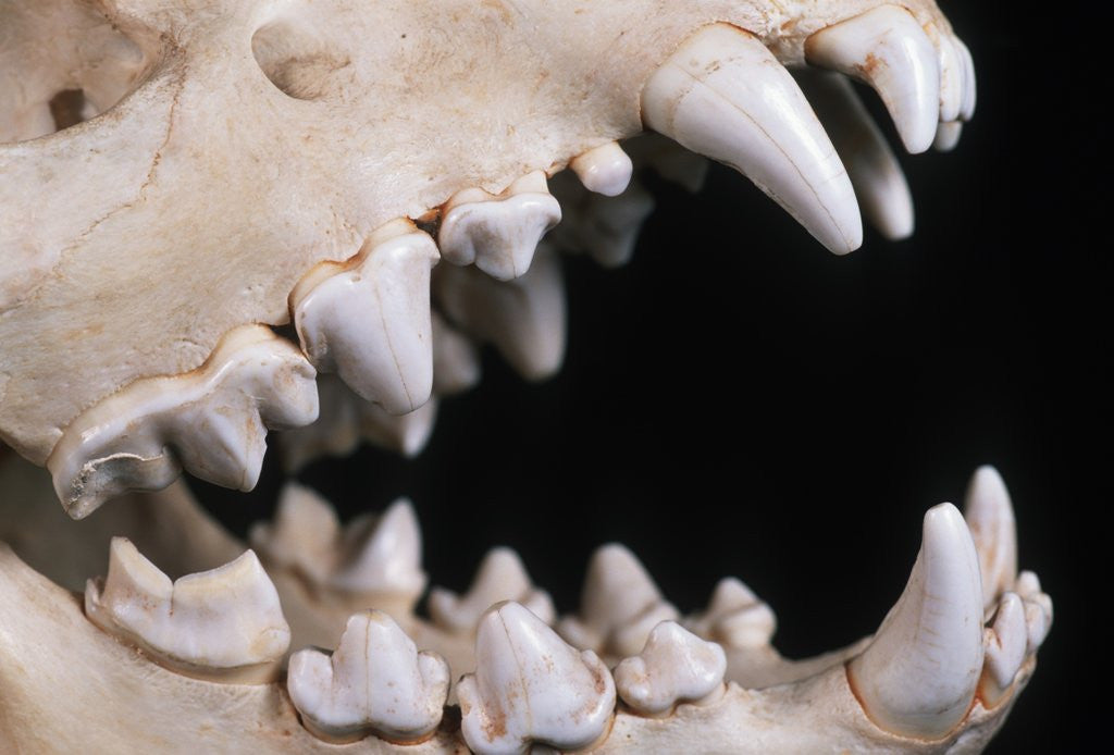 Detail of Skull and Teeth of Hyena by Corbis