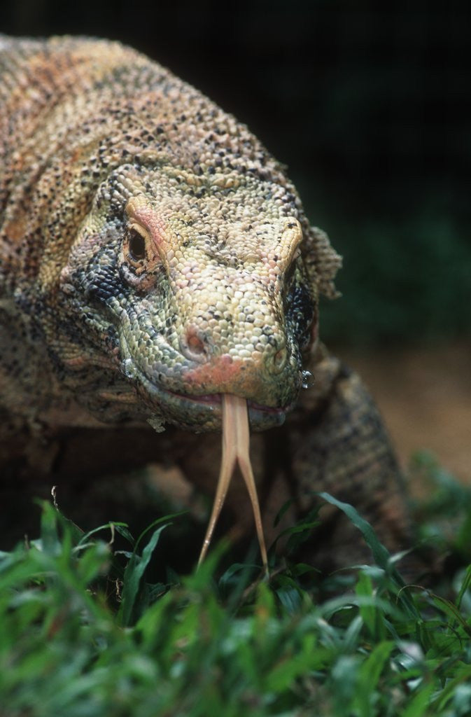 Detail of Komodo Dragon in Indonesia by Anonymous