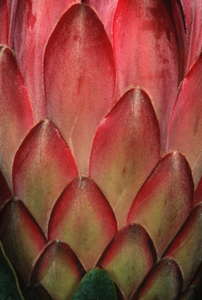 Detail of Protea Flower Petals by Anonymous