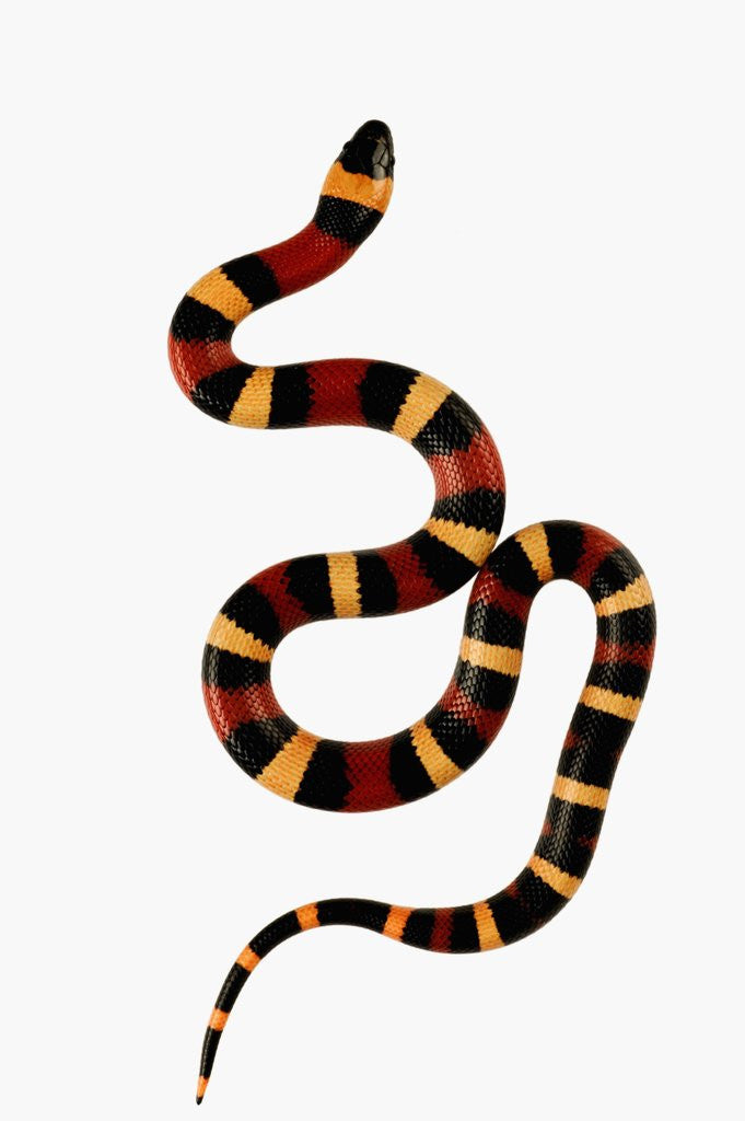 Detail of Pueblan Milk Snake by Anonymous