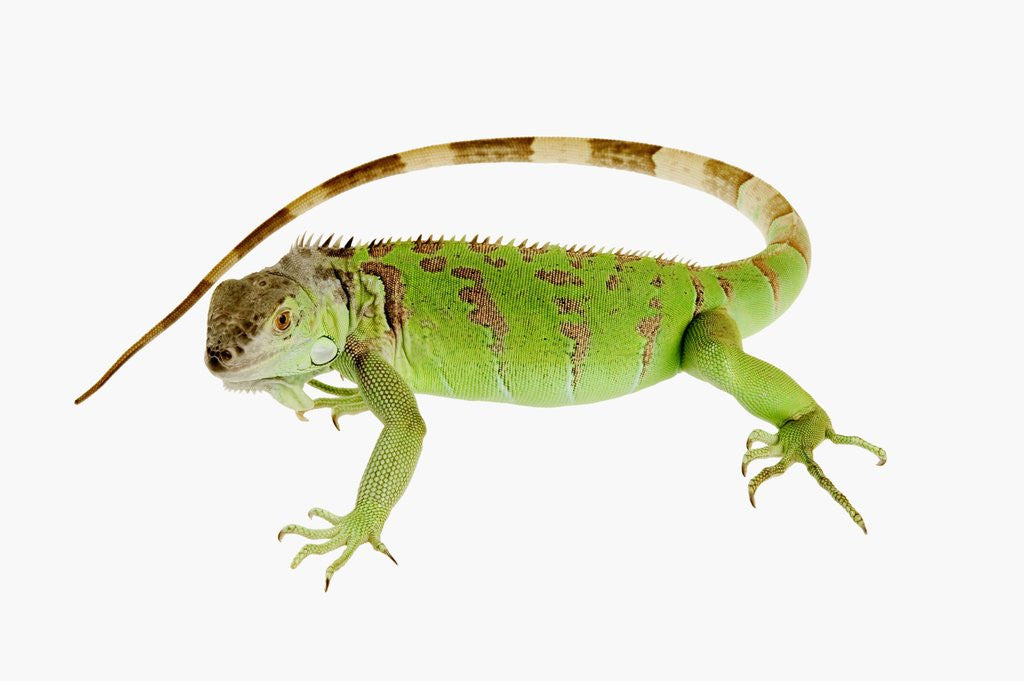 Detail of Green Iguana by Anonymous