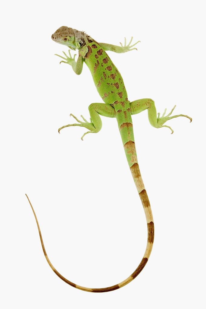 Detail of Green Iguana by Corbis