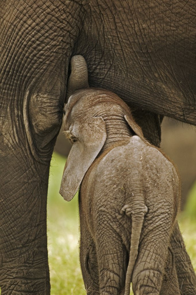 Detail of Elephant Calf Suckling by Anonymous
