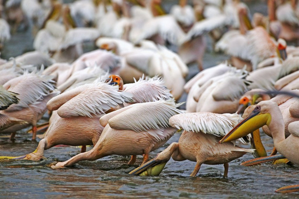 Detail of White Pelicans in Fishing Formation by Anonymous
