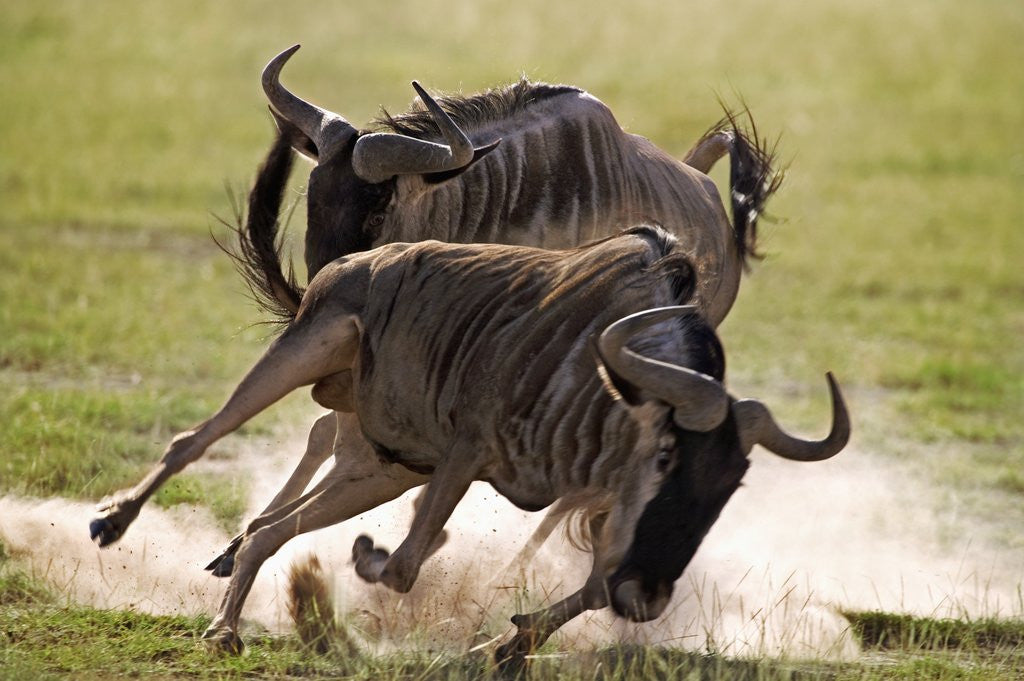 Detail of Blue Wildebeests Fighting by Anonymous