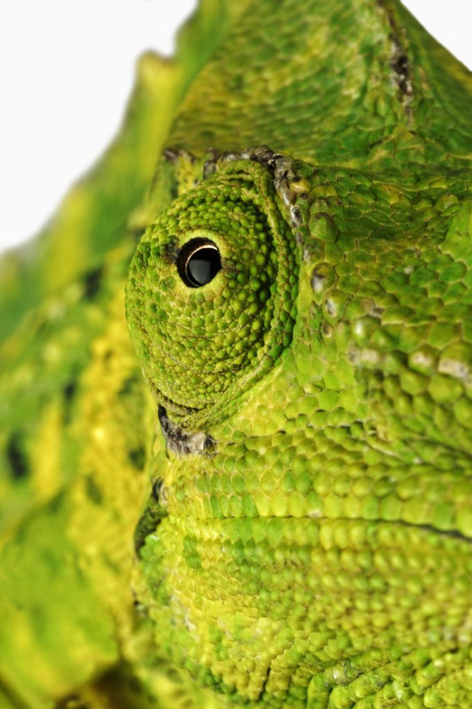 Detail of Eyes of a Meller's Chameleon by Corbis