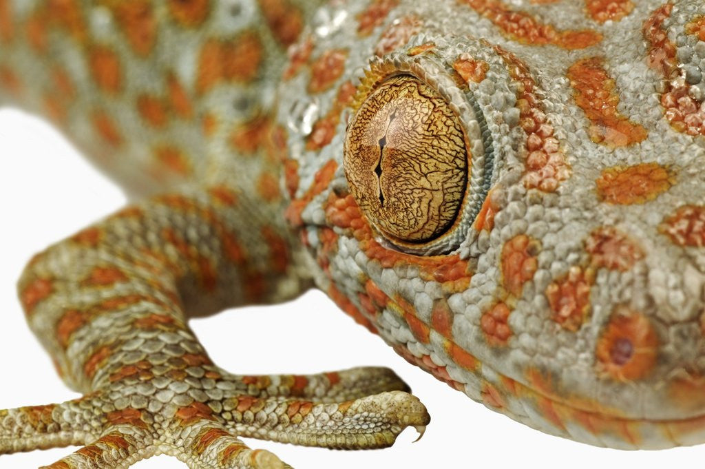 Detail of Eye of a Tokay Gecko by Anonymous
