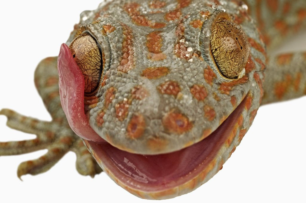 Detail of Gecko Licking Eye by Corbis
