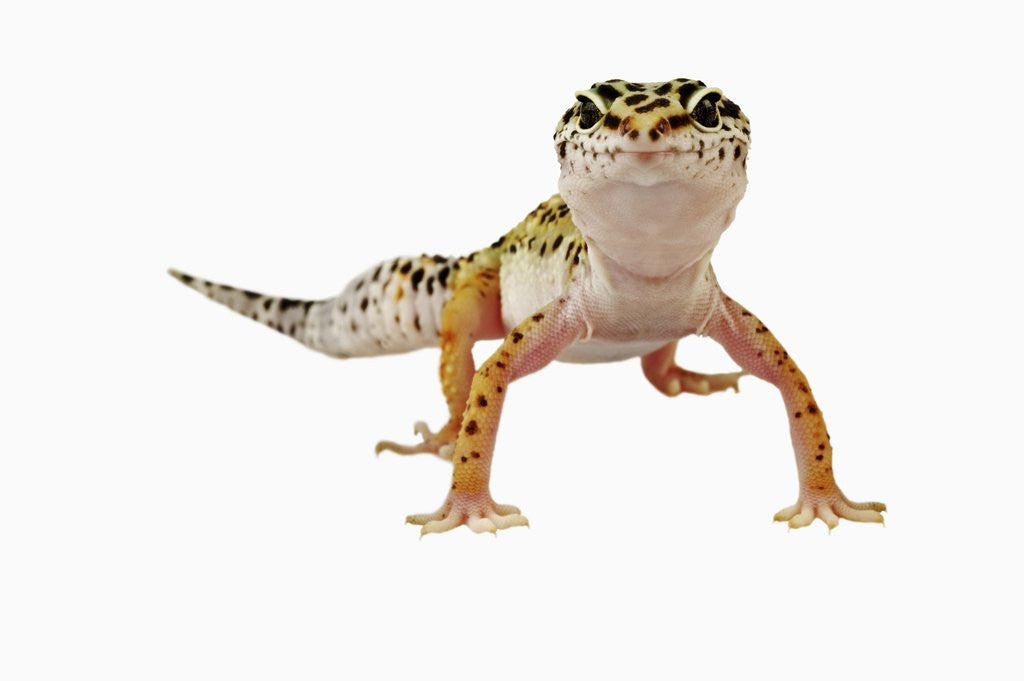 Detail of Leopard Gecko by Anonymous