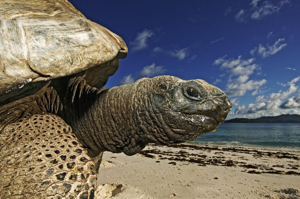 Detail of Giant Tortoise on the Beach by Corbis
