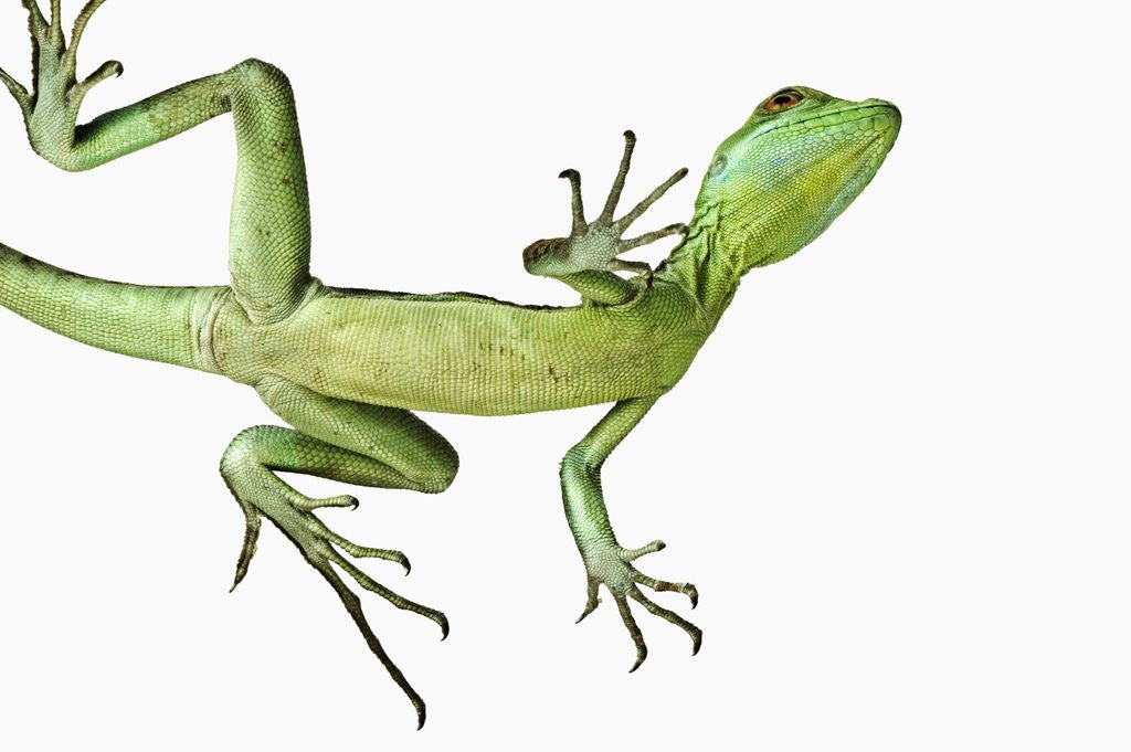 Detail of Double-Crested Basilisk by Anonymous