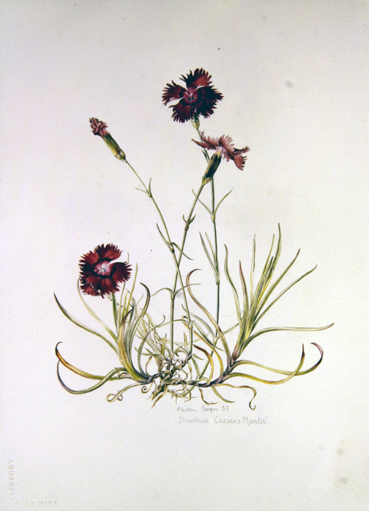 Detail of Dianthus Caesar's Mantle, 1997 by Alison Cooper