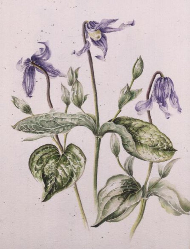 Detail of Clematis Integrifolia by Alison Cooper