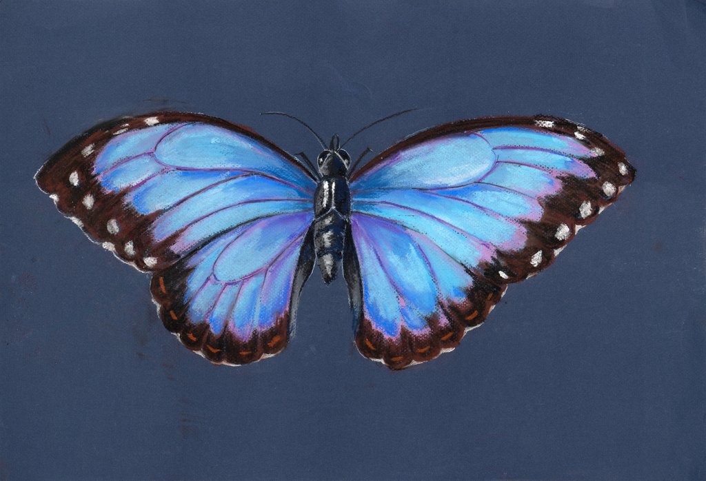 Detail of Blue Morpho Butterfly, 2019 by Alison Cooper