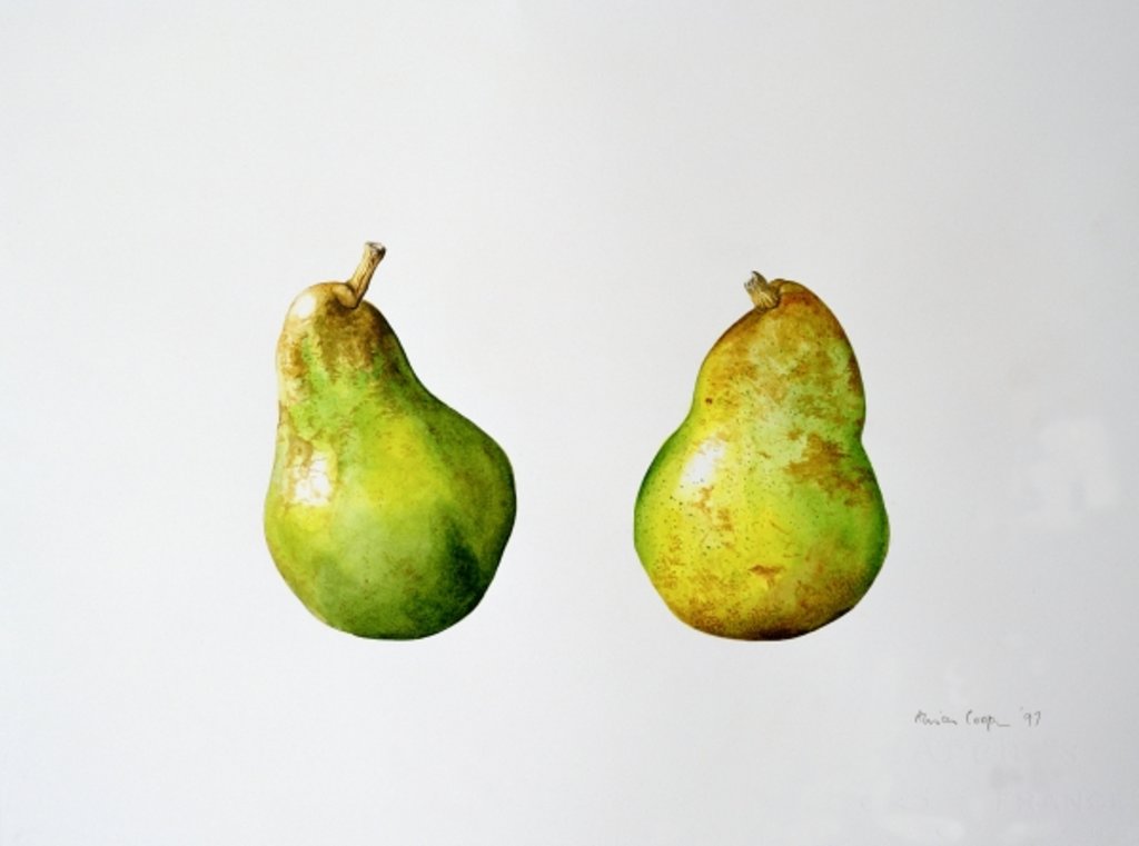 Detail of A Pair of Pears, 1997 by Alison Cooper