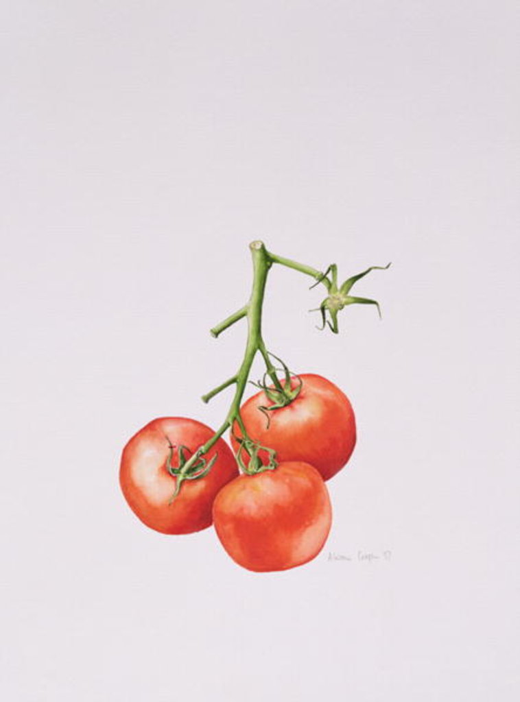 Detail of Three Tomatoes on the Vine, 1997 by Alison Cooper
