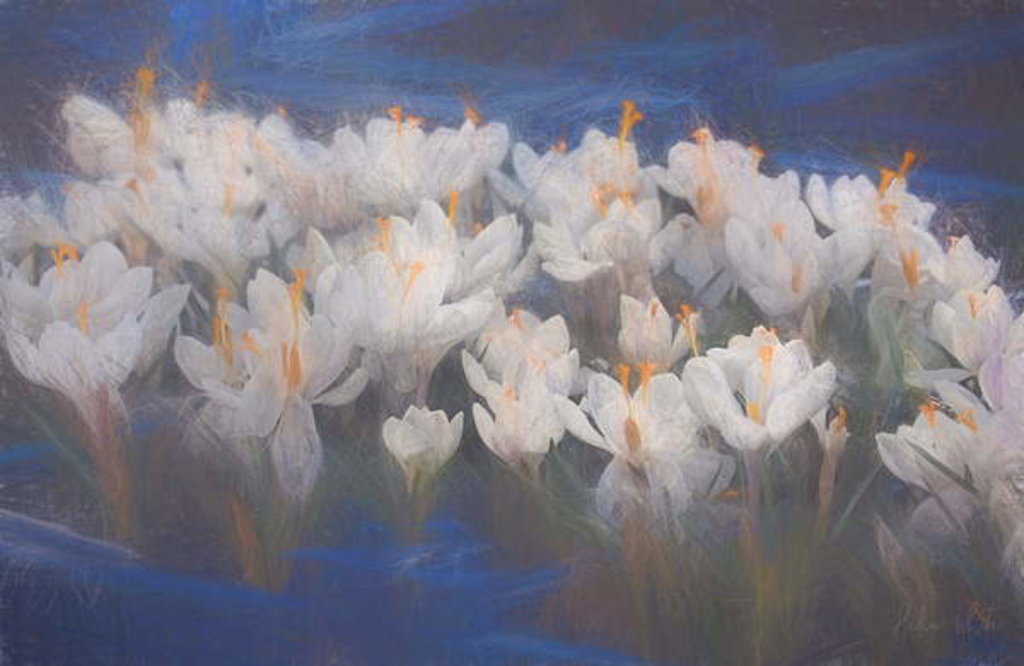 Detail of Spring Crocuses, 2018 by Helen White