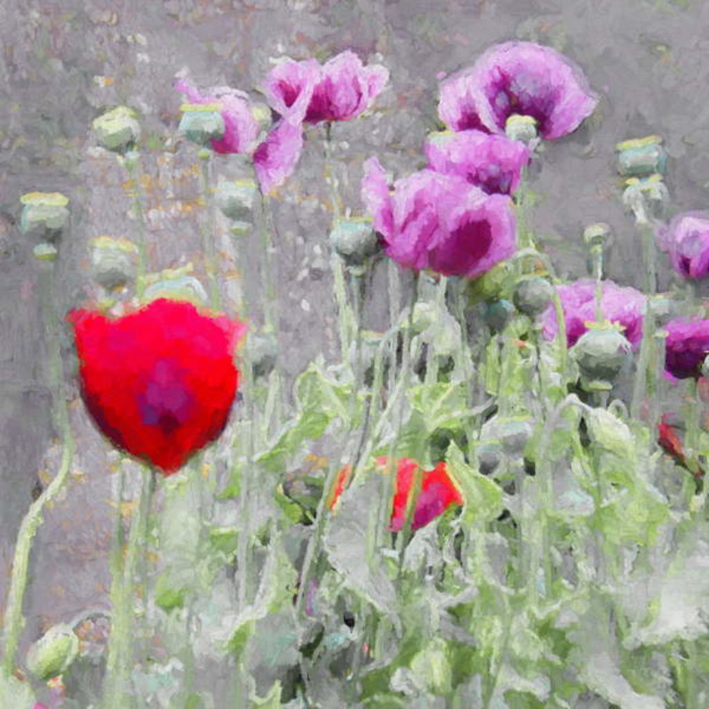 Detail of Poppies, 2018 by Helen White