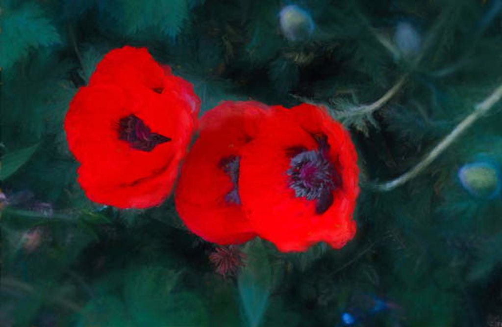 Detail of Three Poppies of Scarlet, 2018 by Helen White