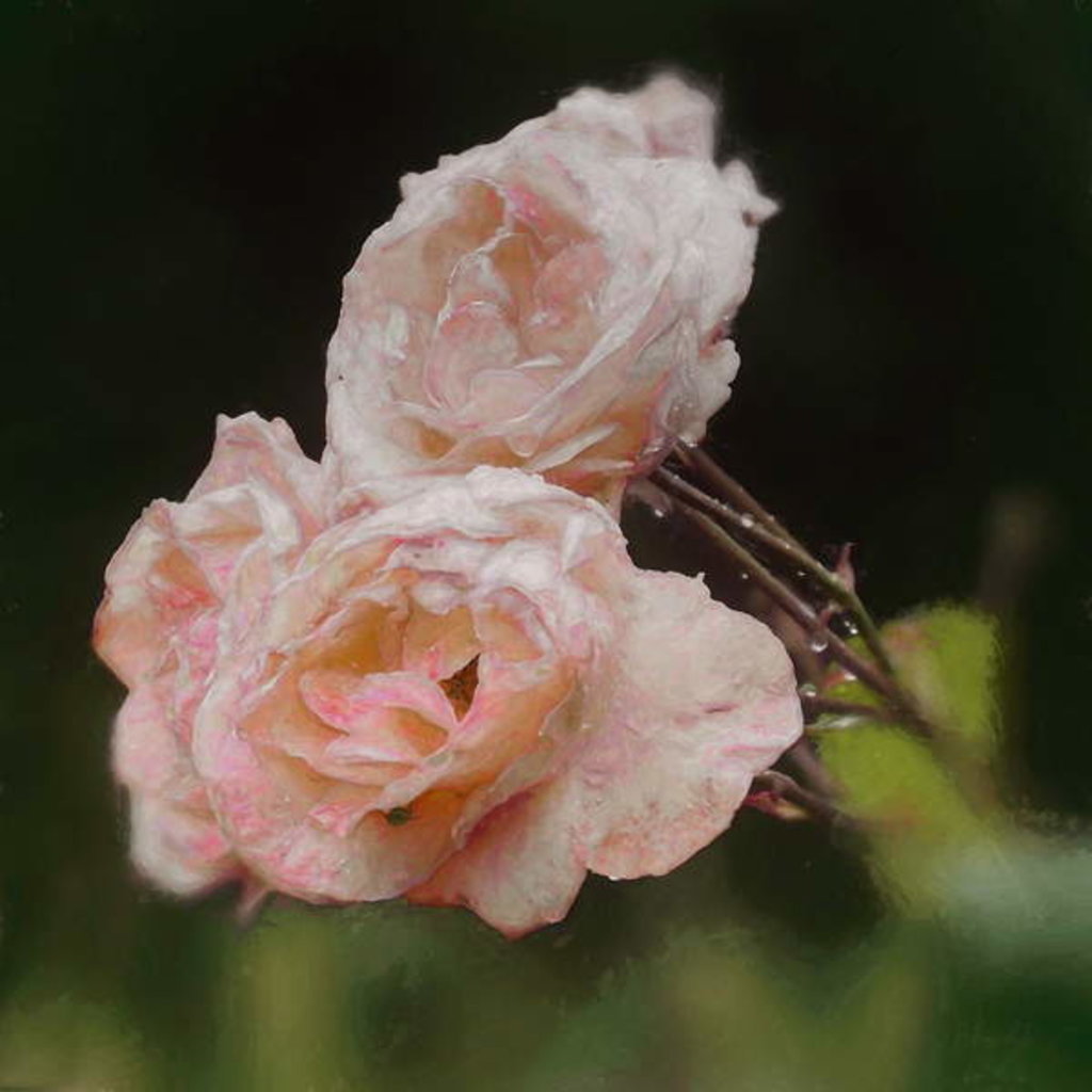Detail of Blush Roses, 2018 by Helen White