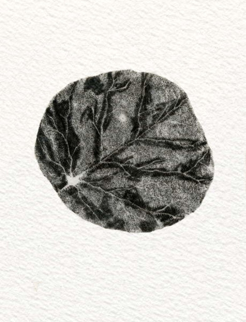 Detail of Leaf, 2014 by Bella Larsson